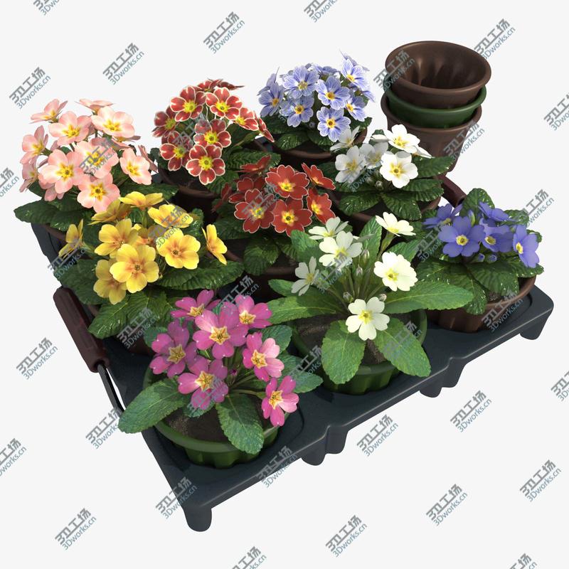 images/goods_img/2021040162/Common Primroses in Pots and Crate/1.jpg